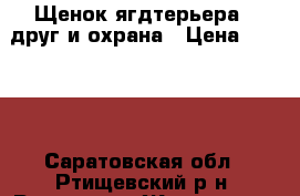 Щенок ягдтерьера - друг и охрана › Цена ­ 1 000 - Саратовская обл., Ртищевский р-н, Ртищево г. Животные и растения » Собаки   . Саратовская обл.